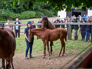 KS300622-43 - Cupboard Love & foal by Territories